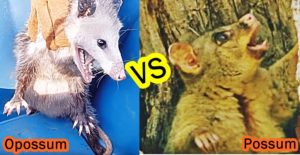 possum opossum vs possums difference opossums facts
