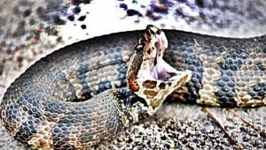 bite snake cottonmouth moccasin water