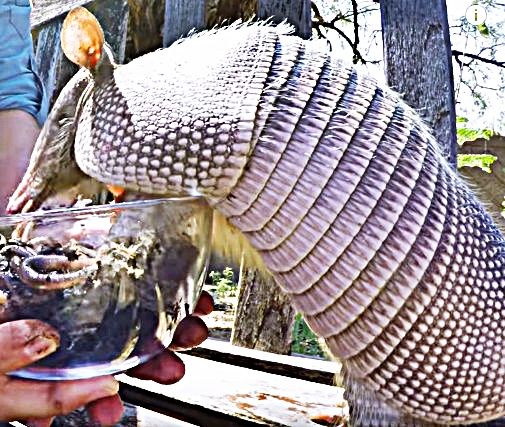 armadillo eat