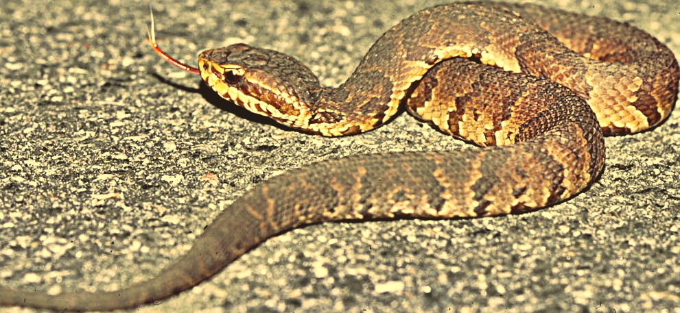 Cottonmouth Snake Bite Pictures Behavior