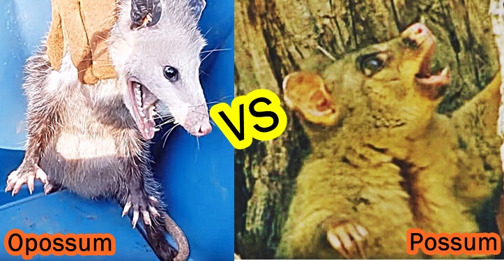 vs Possum - Difference, Facts