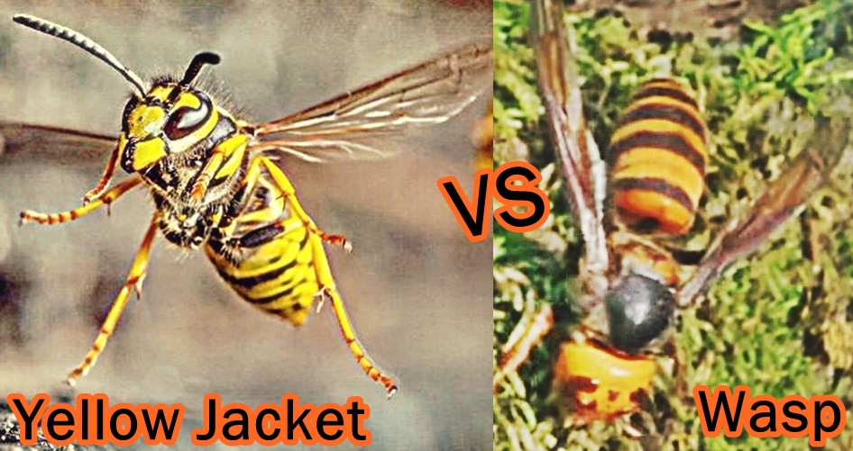 Difference Between Bee Wasp Yellow Jacket