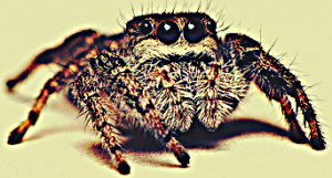 Jumping Spider - Bite, Facts, Pictures