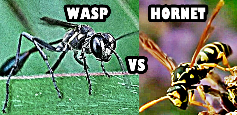 Queen Hornet Vs Hornet